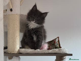 Maine Coon cats Beautiful GCCF registered Maine coon Kittens - Advert 8