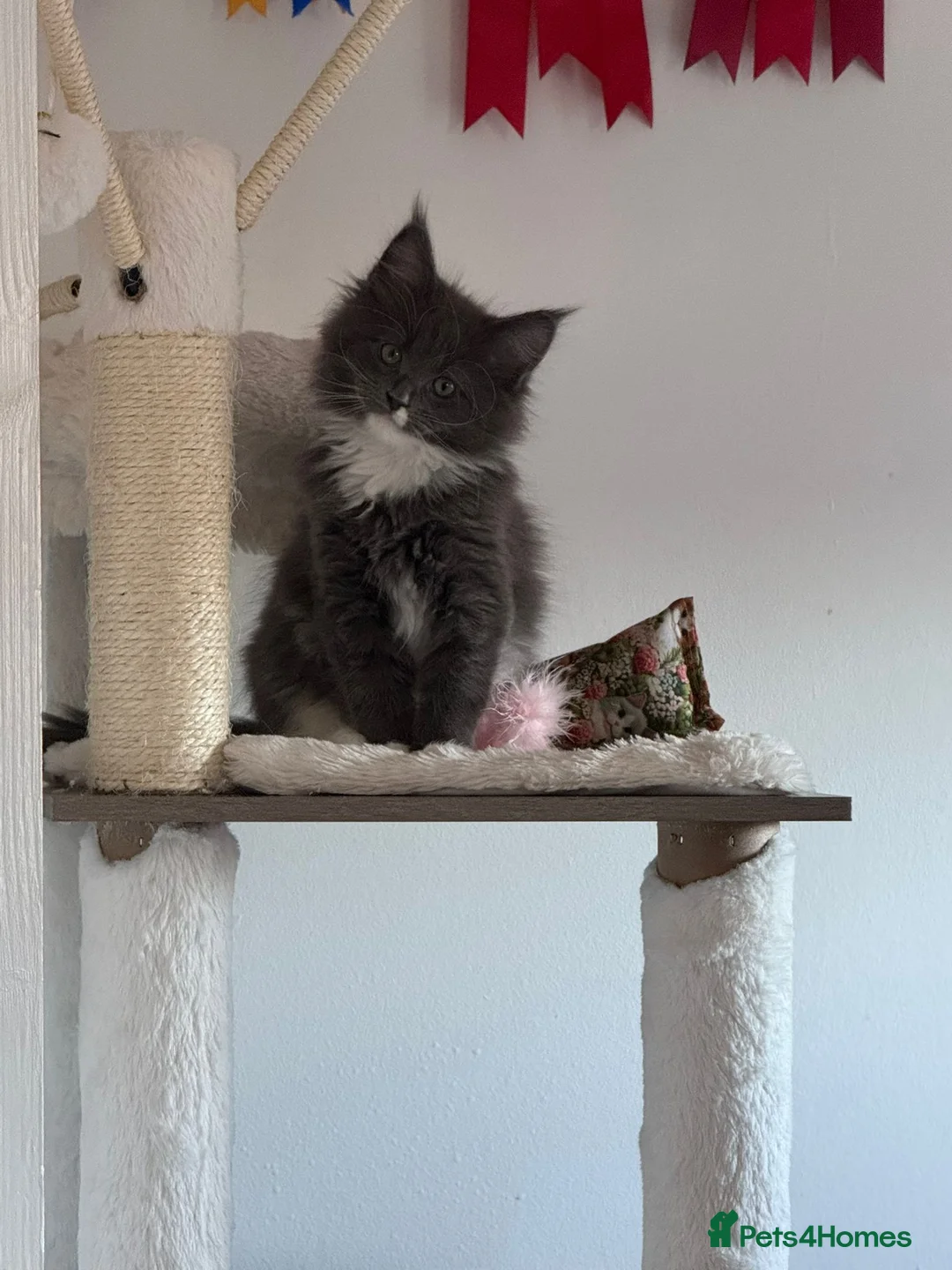 Maine Coon cats for sale: Beautiful GCCF registered Maine coon Kittens  - Advert 9