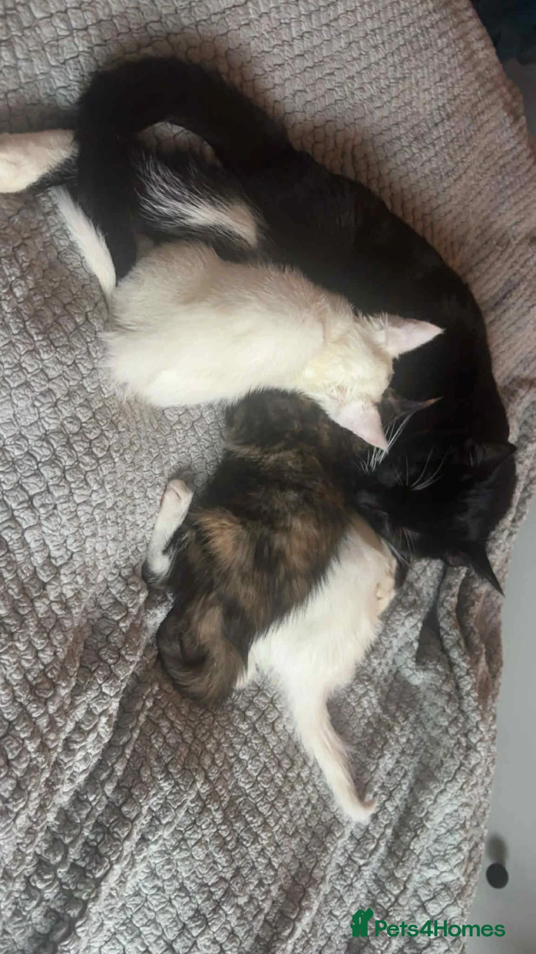 Mixed Breed cats for sale: Kittens  - Advert 5