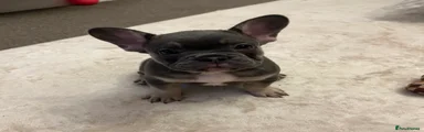 French Bulldog Puppy 4