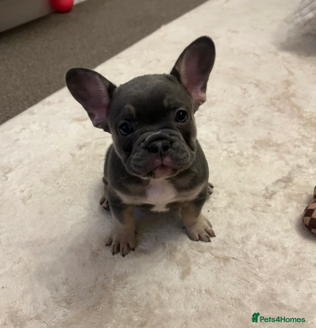 French Bulldog dogs for sale: Kc registered french bulldog puppies  - Advert 7