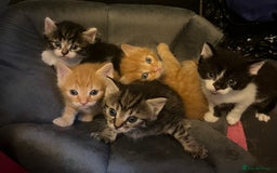Domestic Shorthair cats for sale: Fluffy kittens - Image 1