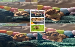 Cockapoo dogs for sale: Adorable Cockapoo puppies - Image 10