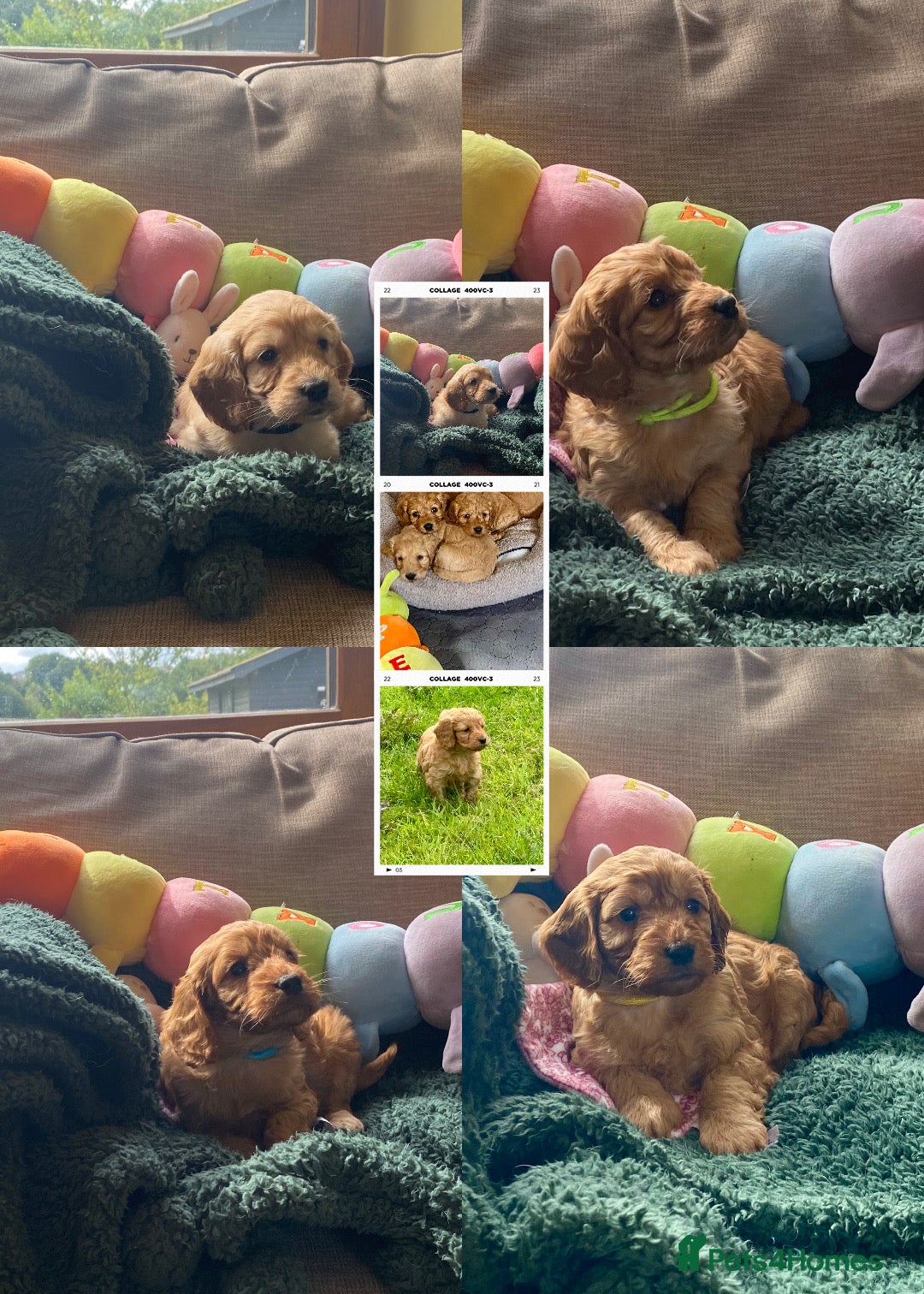 Cockapoo dogs for sale: Adorable Cockapoo puppies - Image 10