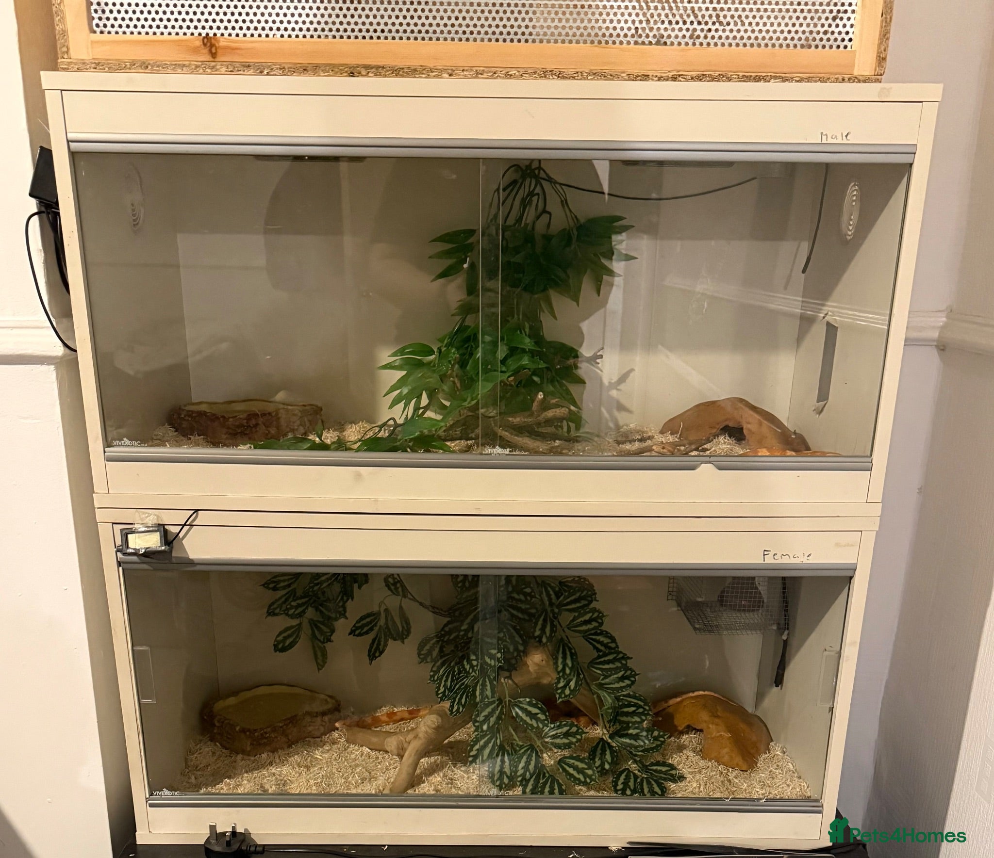 Corn Snake reptiles 2 corn snakes  - Advert 2