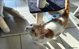 Mixed Breed cats for adoption: [Indoors only] Goofy! Adorable clingy champ! - Advert 6