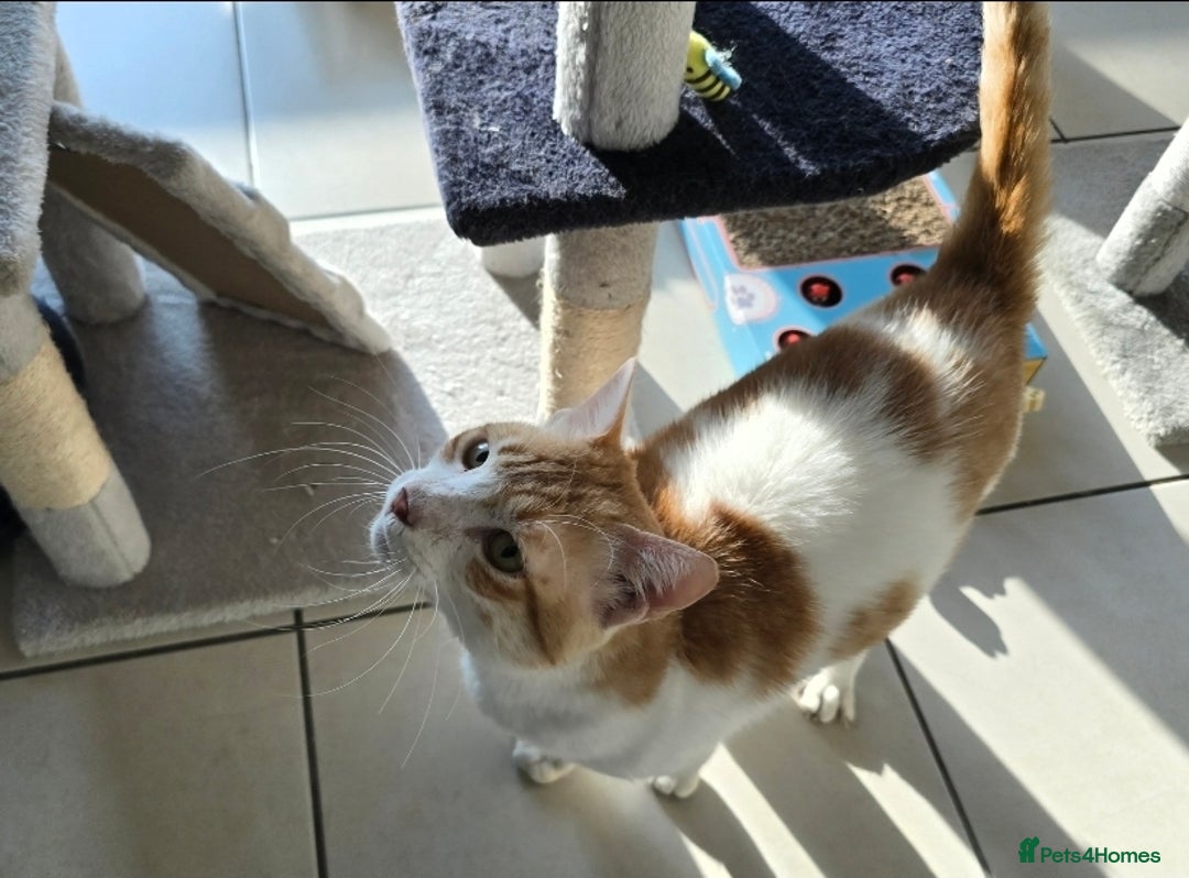 Mixed Breed cats for adoption: [Indoors only] Goofy! Adorable clingy champ! - Advert 6