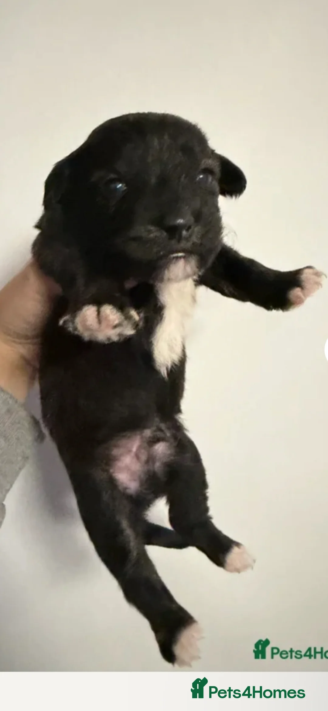 Mixed Breed dogs for sale: £50 Off if collected Today Westie CrossBreeds Sale - Advert 2