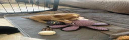 Cockapoo dogs for sale: Beautiful Cockapoos in Perth - Advert 14