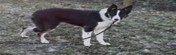 Border Collie dogs for sale: Emma border collie  - Advert 6
