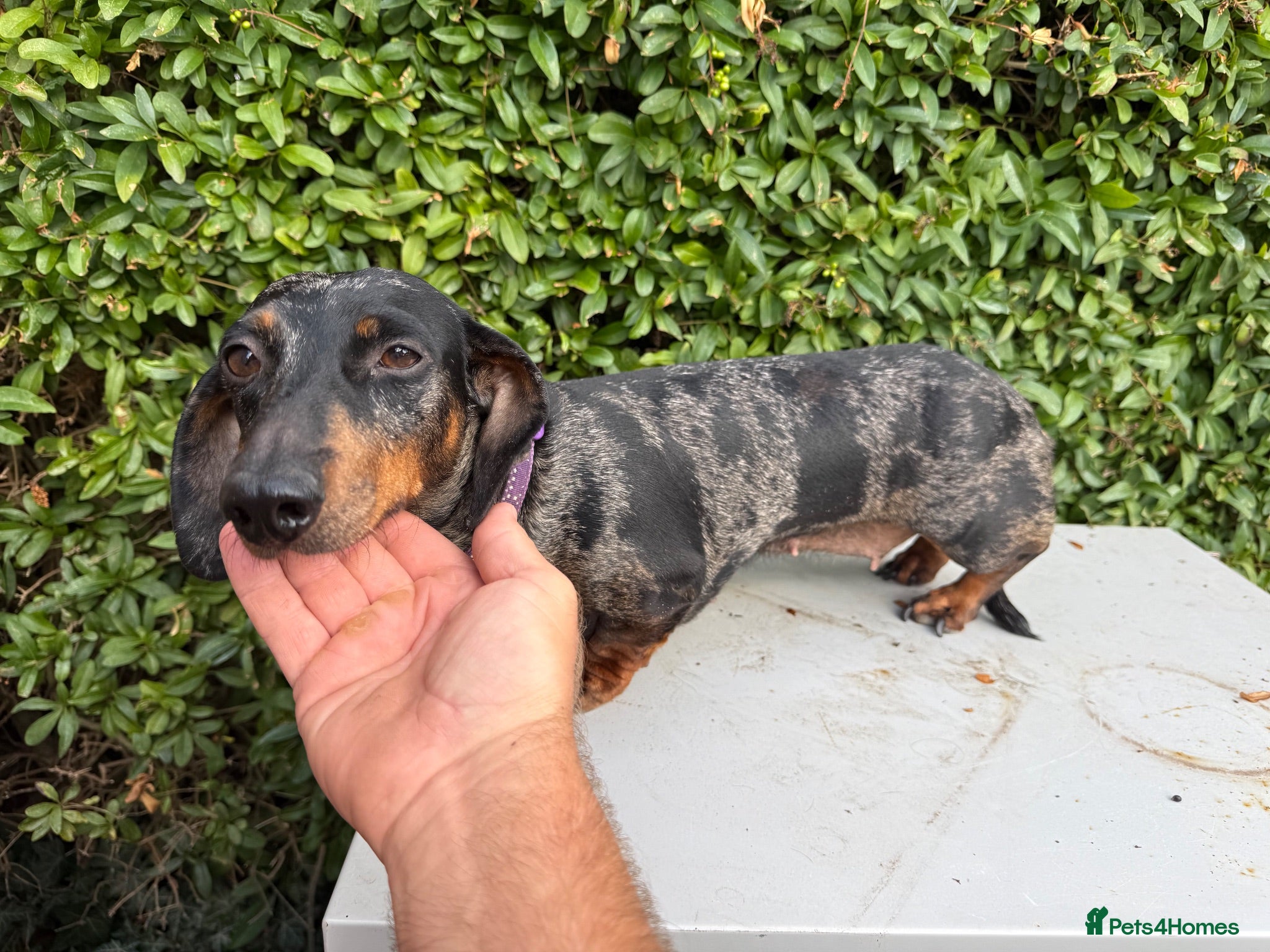 Miniature Dachshund dogs Tri coloured Mini Dachshund  - Advert 1