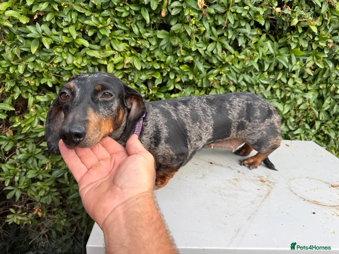 Miniature Dachshund dogs for sale: Tri coloured Mini Dachshund  in Stafford - Advert 1
