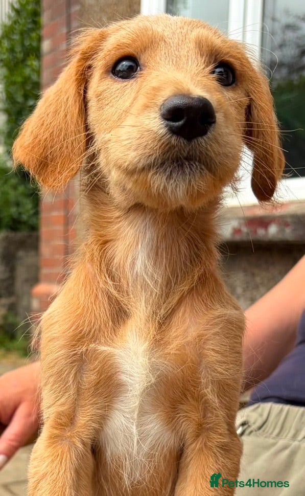 Labradoodle dogs FULL VACCS Top Quality Mini Aussie Labradoodles - Advert 2
