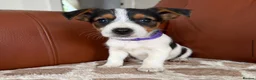 Mixed Breed dogs for sale: Yorkshire terrier X Jack Russell in Harlow - Advert 10