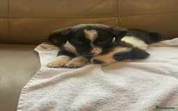 Border Collie dogs for sale: Adorable border collie puppies  - Image 6