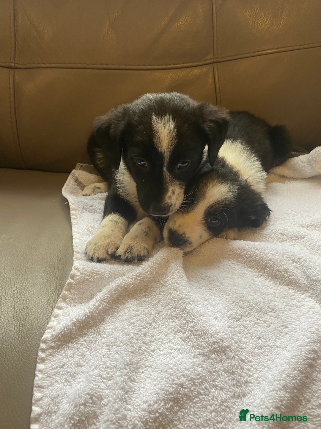 Border Collie dogs for sale: Adorable border collie puppies  - Image 6