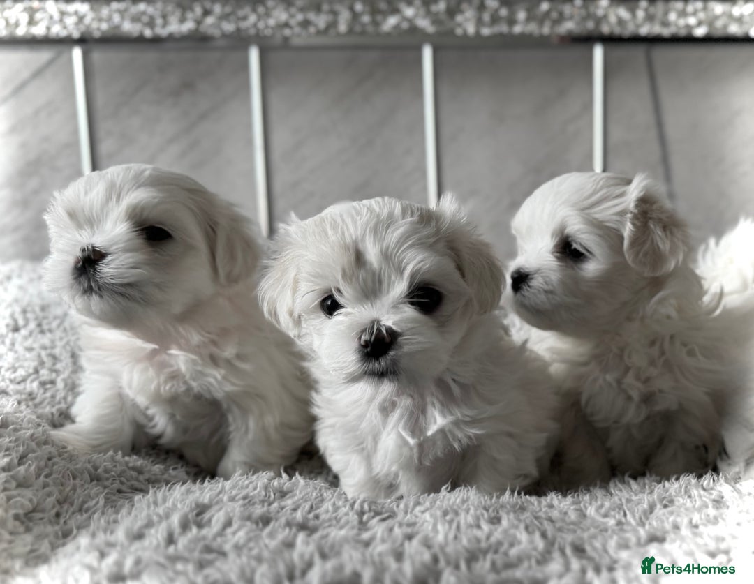 Maltese dogs for sale:  KC Registred Maltese puppies  - Advert 15