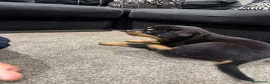 Rottweiler 2