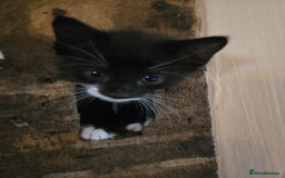 Mixed Breed cats for sale: Beautiful Black and White Kittens  - Image 5