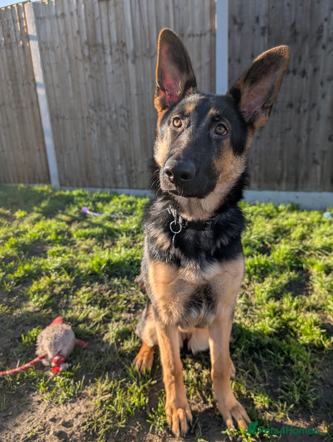 German Shepherd dogs for sale: German Shepherd Pup - Advert 1