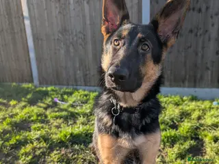 German Shepherd dogs German Shepherd Pup - Advert 3