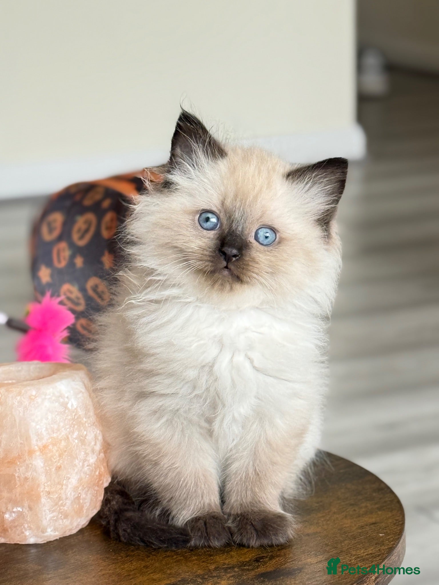 Mixed Breed cats Ragdoll & British Longhair Mix Kittens - Advert 18