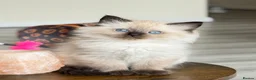 Mixed Breed cats for sale: ❗️Urgent❗️Ragdoll & British Longhair Mix Kittens - Advert 1