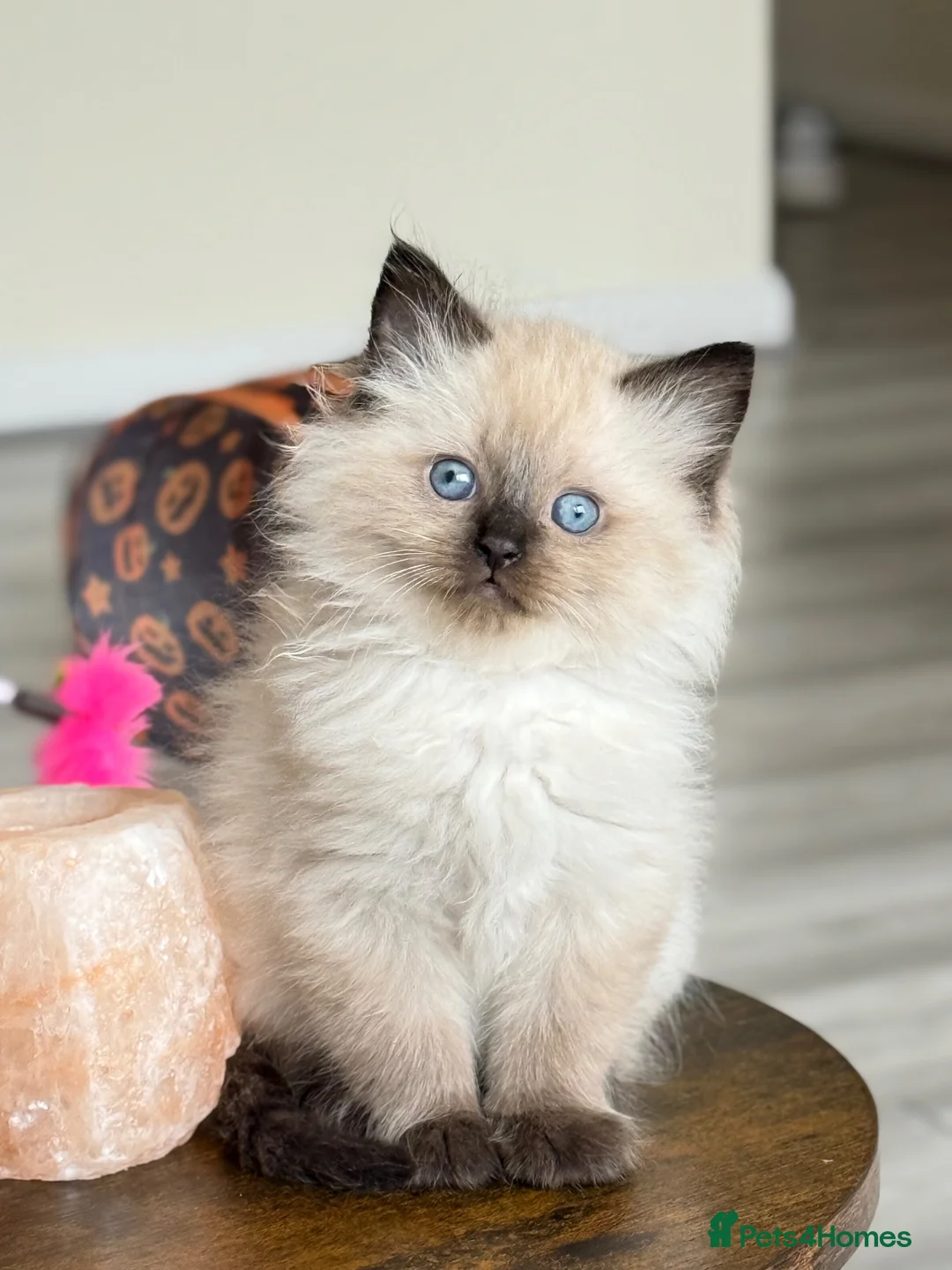 Mixed Breed cats for sale: ❗️Urgent❗️Ragdoll & British Longhair Mix Kittens - Advert 1