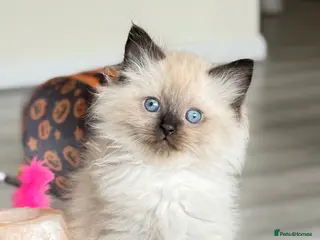 Mixed Breed cats Ragdoll & British Longhair Mix Kittens - Advert 18