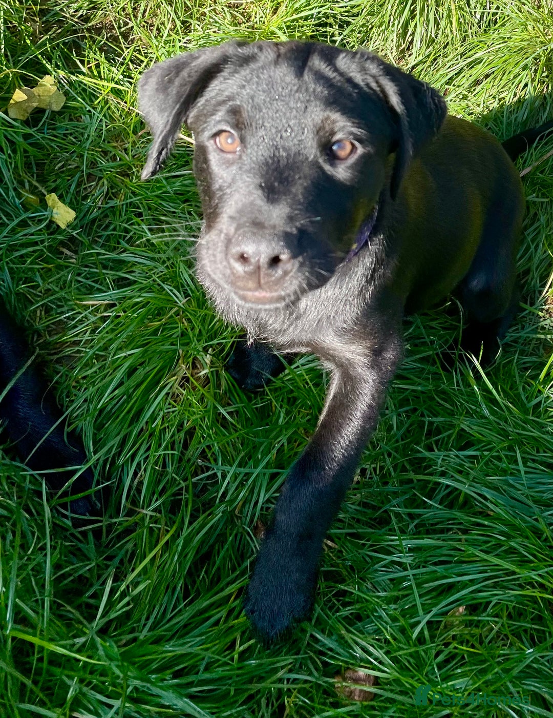 Mixed Breed dogs for sale: 2 beautiful nearly 6 month girls  - Advert 3