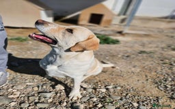 Labrador Retriever dogs for adoption: STORM !  - Image 21