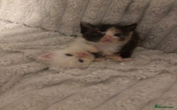 Turkish Angora cats for sale: Friendly, Cute & Cuddly Kittens – Ready 10/12  - Advert 16