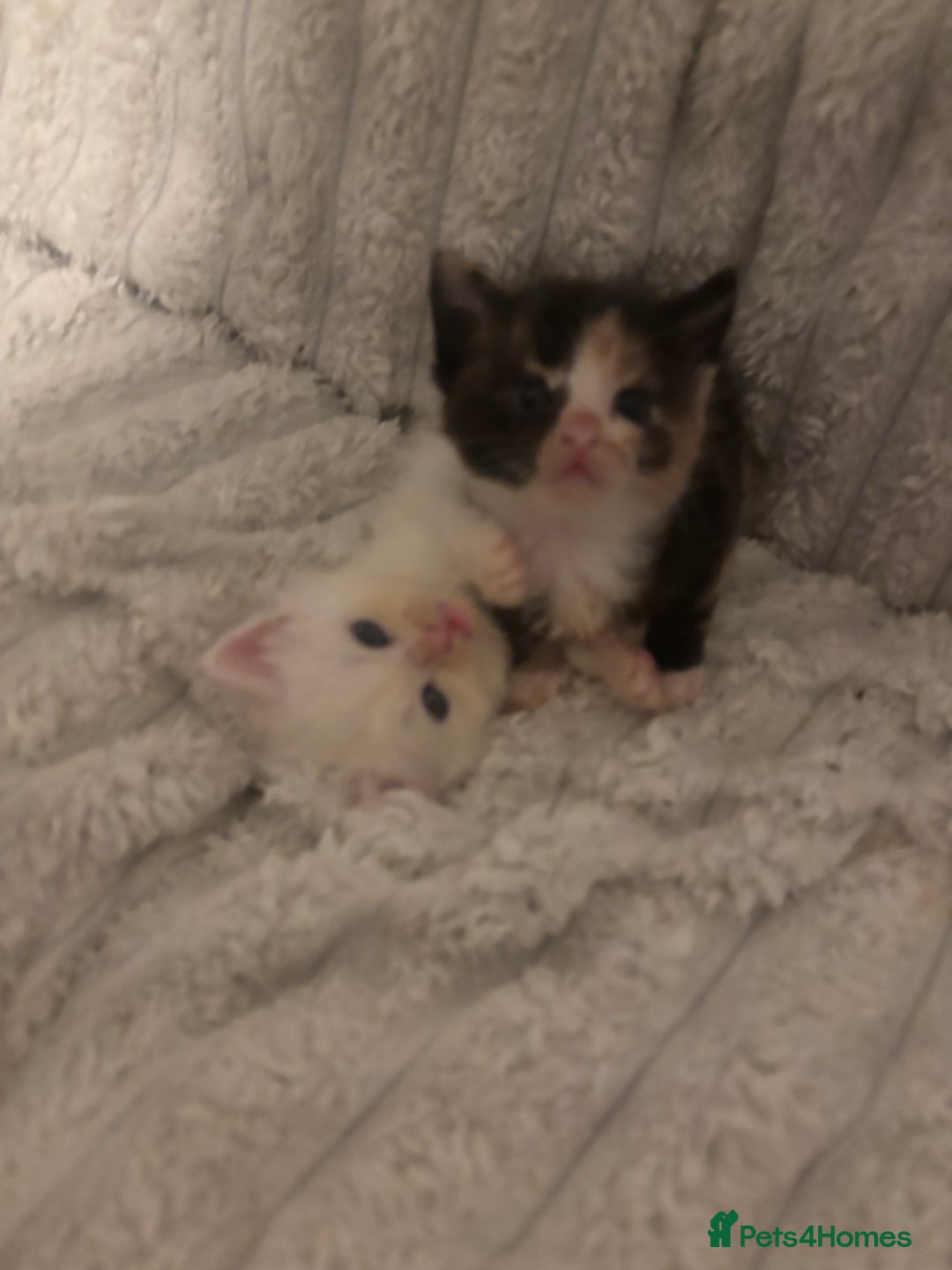 Turkish Angora cats for sale: Friendly, Cute & Cuddly Kittens – Ready 10/12  - Advert 16