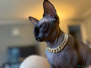 Sphynx cats Blue Sphynx Active Breeding Potential HCM Clear - Advert 1