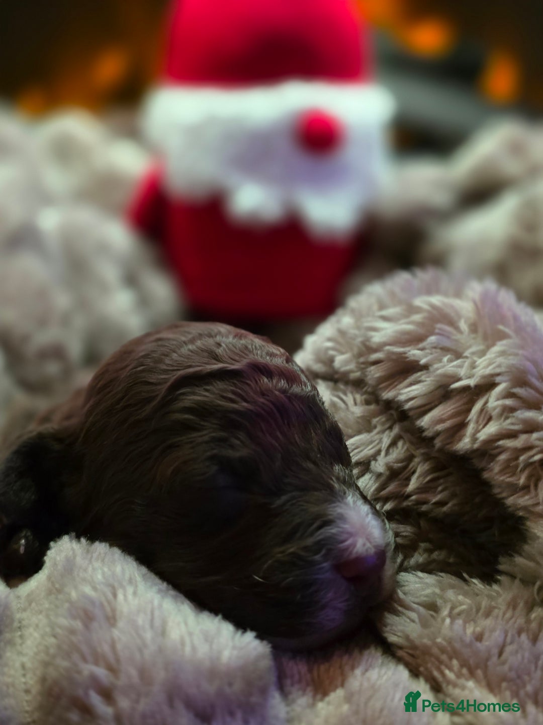 Cockapoo dogs for sale: ✨ Beautiful F2 Multi-Gen Cockapoo Puppies 4 Left - Image 26