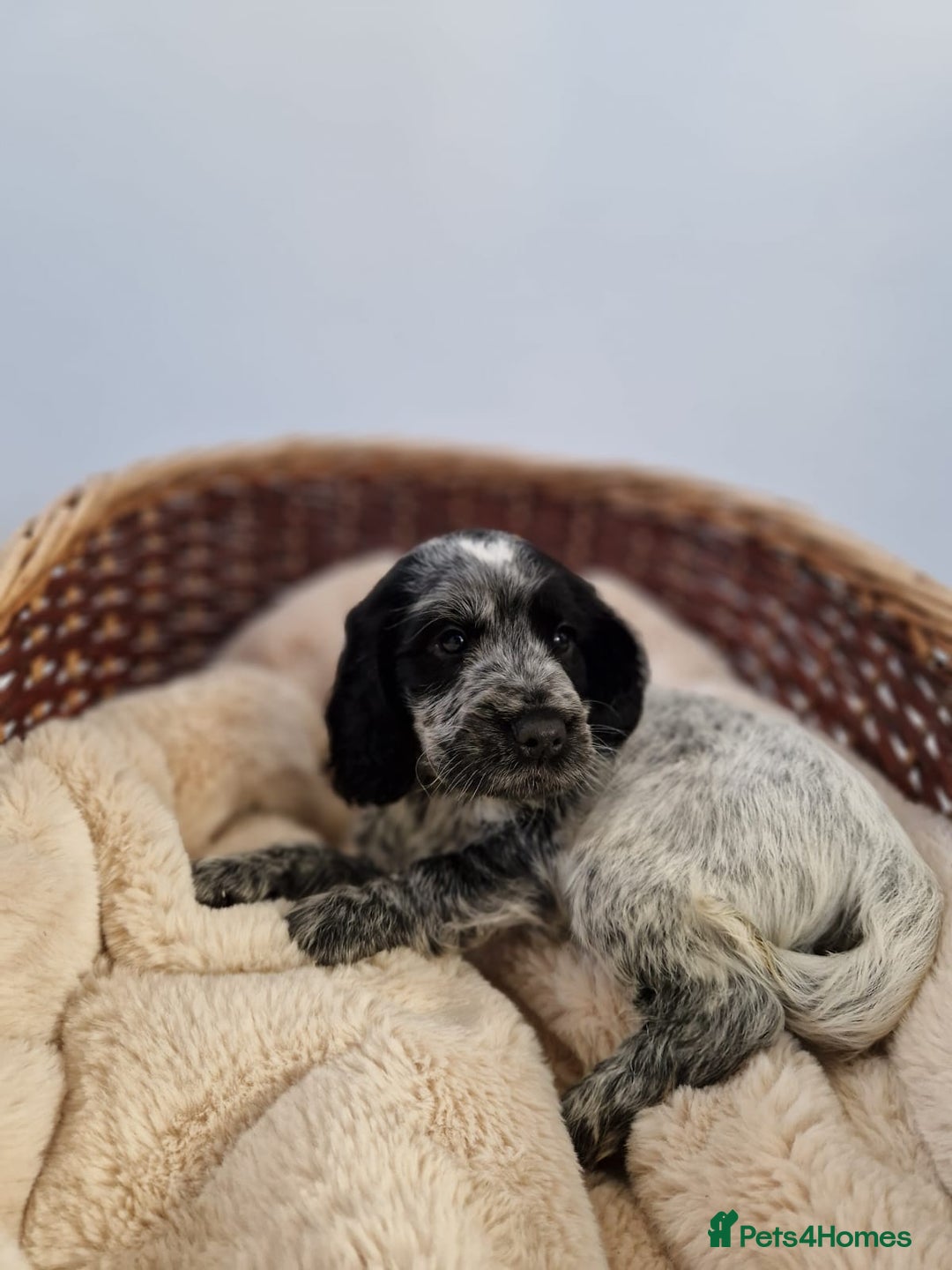 Cocker Spaniel dogs for sale: Outstanding KC registered cocker Spaniel puppies. - Advert 3