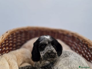 Cocker Spaniel dogs Outstanding KC registered cocker Spaniel puppies. - Advert 17