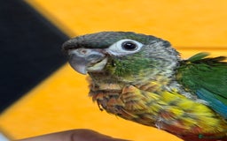 Conures birds for sale: Hand Reared Tame baby conures  - Image 17