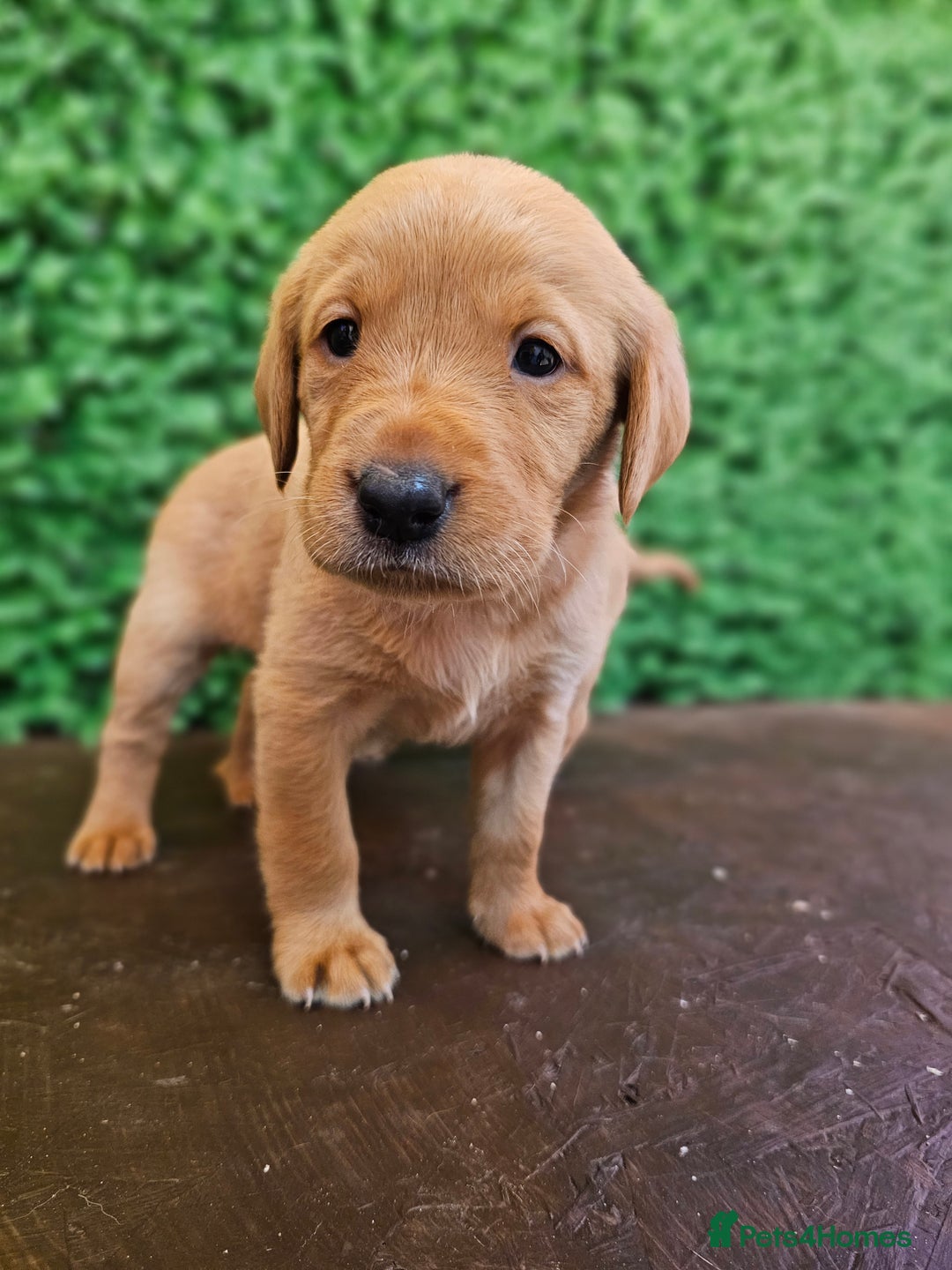Labrador Retriever dogs for sale: 🐾Beautiful Labrador Pups–Ready for Loving Homes🐾 - Image 8