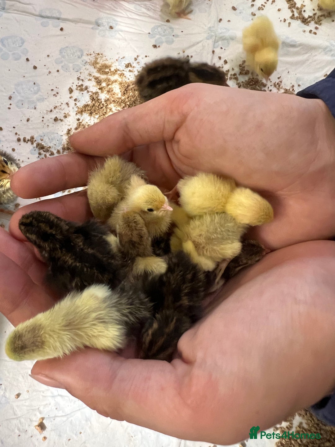 Quail poultry for sale: Button Quail /Chinese Painted Quail Eggs 12 +EXTRA - Advert 4