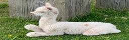 Alpaca livestock for sale: Beautiful group of coloured female alpaca and cria - Advert 14