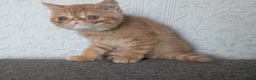 Persian cats for sale: 🐾 Beautiful Persian Kittens 🐾 - Advert 4