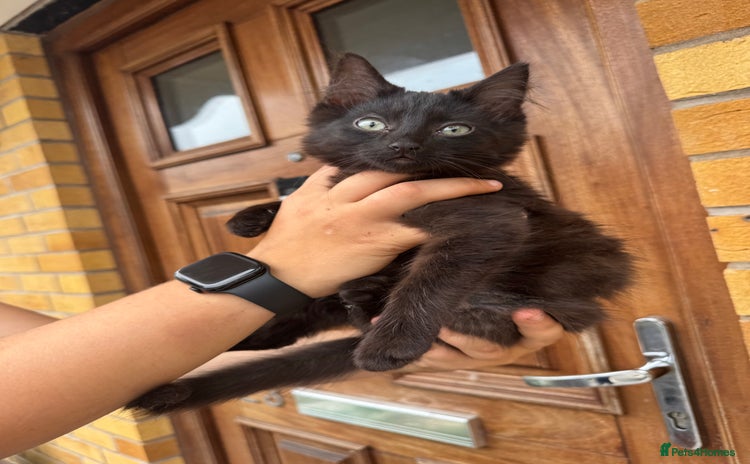 Domestic Shorthair cats - Advert 5