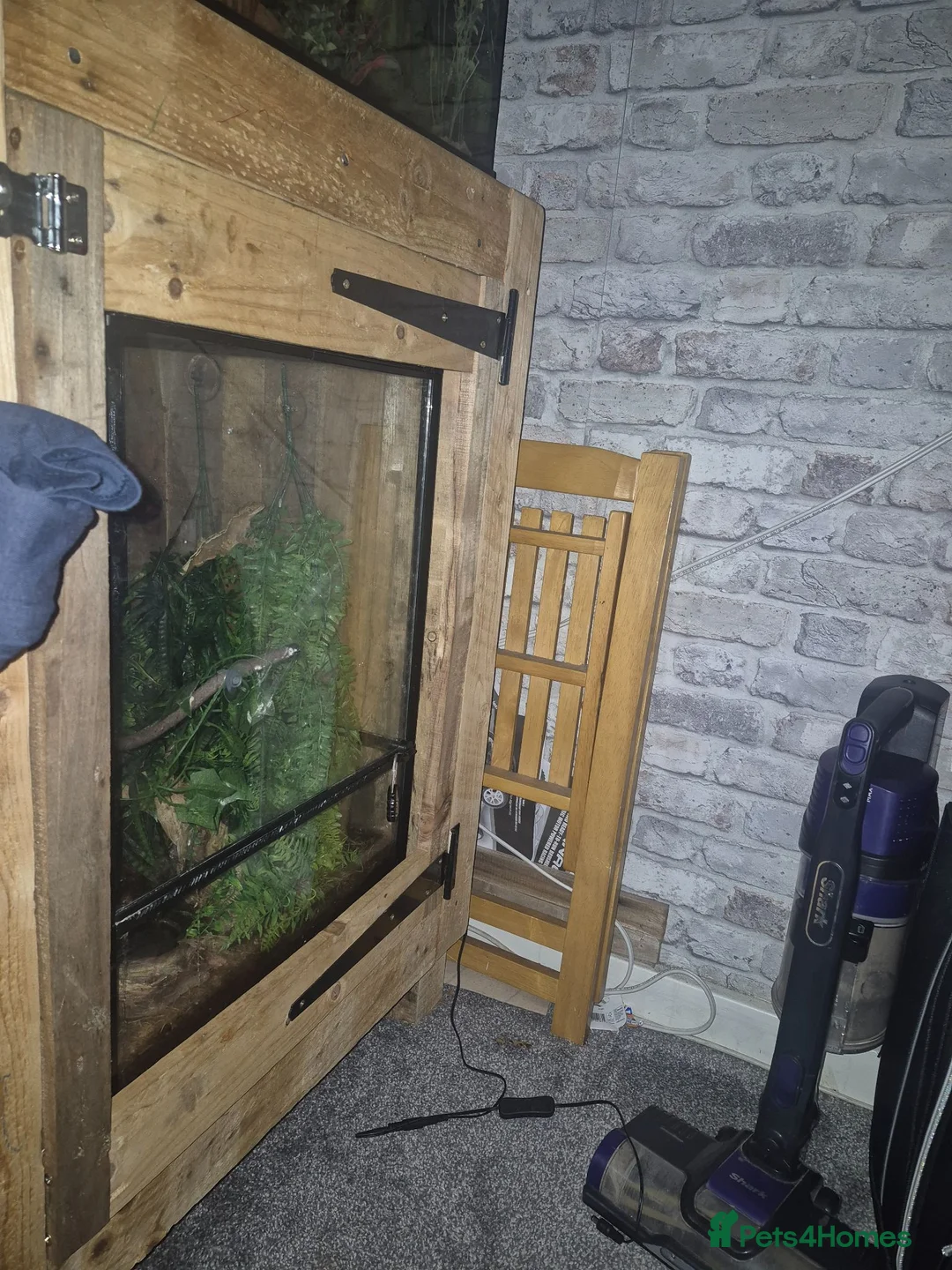 Gecko reptiles for sale: Crested gecko.  - Advert 1