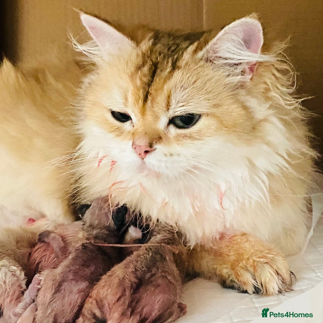 British Longhair cats for sale: 🐾🤩❤️Gold Angels - tiny stars 🐾❤️🐱 - Image 5