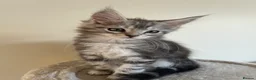 Maine Coon cats for sale: Maine coon kittens looking for new homes - Advert 14