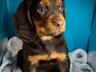 Cocker Spaniel dogs Fully vaccinated KC Cocker Spaniel puppies - Advert 1