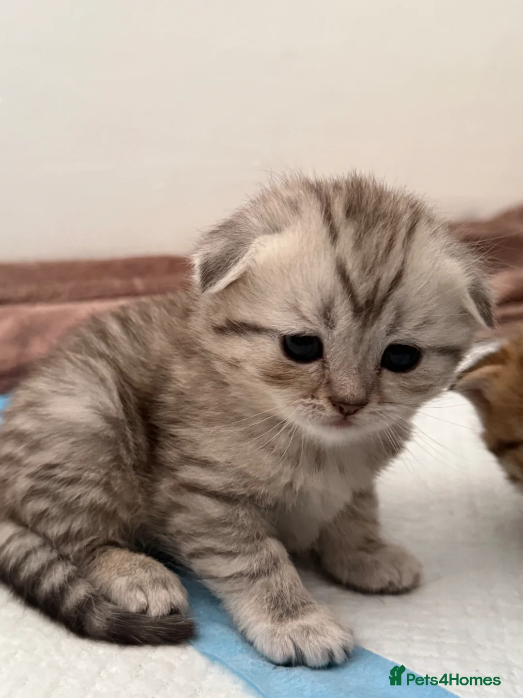 Mixed Breed cats for sale: Pure Scottish fold X Tabby - Advert 6