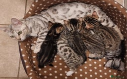Bengal cats for sale: Stunning silver bengal x - Image 6