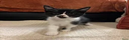 Mixed Breed cats for sale: Lovely friendly kittens for sale  - Advert 3